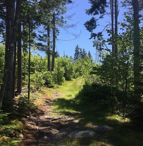 A serene forest path surrounded by lush greenery and tall trees under a clear blue sky.