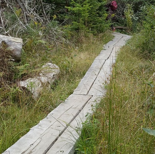A wooden pathway through tall grass and shrubs in a natural setting.