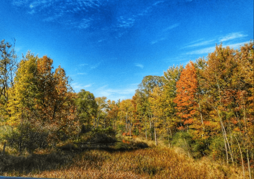 A vibrant autumn landscape with colorful trees and a clear blue sky, reflecting the beauty of fall foliage.