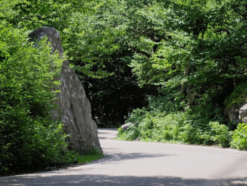 A winding road surrounded by lush greenery and large rocks, leading into a forested area.