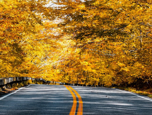 A winding road surrounded by vibrant autumn foliage in shades of orange and yellow.