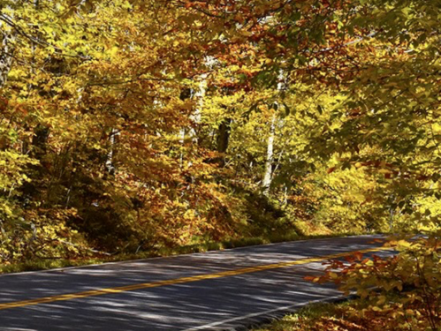 A winding road surrounded by vibrant autumn foliage in shades of yellow, orange, and red.