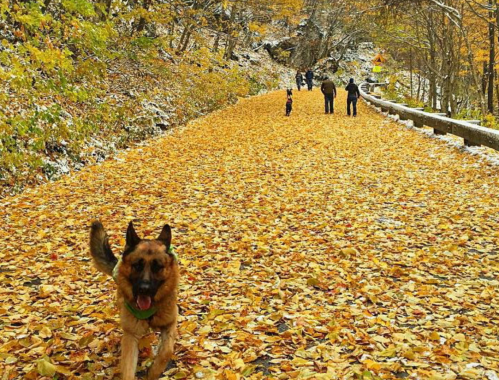 A dog runs on a leaf-covered path with people walking in the background amidst autumn scenery.