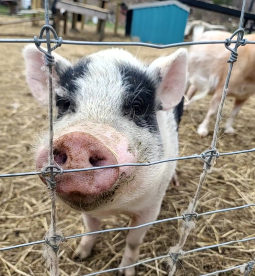 A close-up of a pig with a black and white coat, looking through a wire fence on a farm.