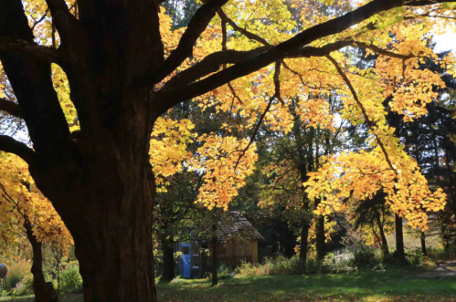 A large tree with vibrant yellow leaves in a sunny forest, with a small building visible in the background.