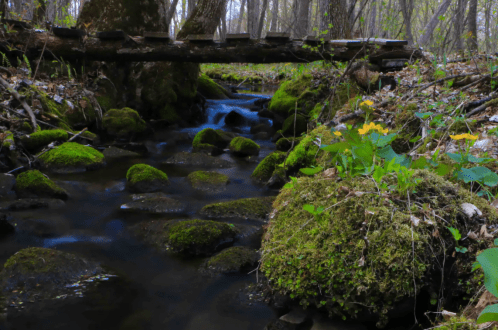A serene forest scene with a moss-covered stream, rocks, and yellow flowers near a small wooden bridge.