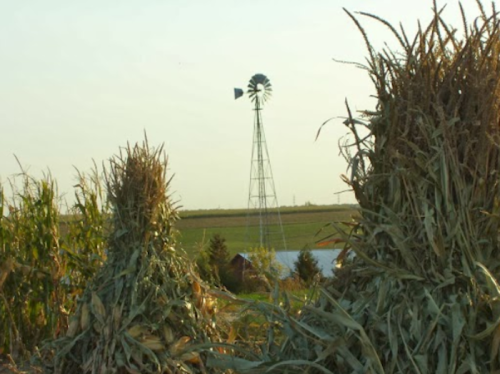 A windmill stands in the distance, surrounded by tall corn stalks under a clear sky.