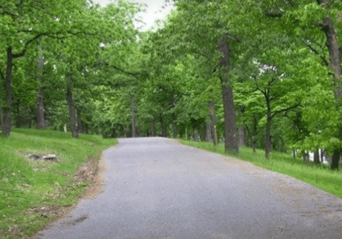 A winding, tree-lined road surrounded by lush green foliage on both sides.