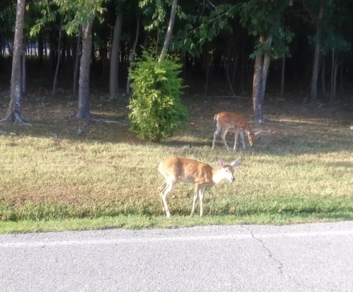 Two deer grazing near a tree line beside a road on a sunny day.