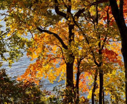 Vibrant autumn trees with orange and yellow leaves by a calm lake.