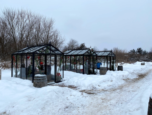A row of glass greenhouses surrounded by snow, with bare trees in the background under a cloudy sky.