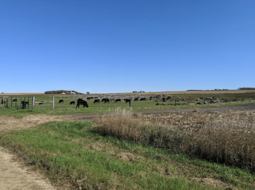A wide-open field with grazing cattle under a clear blue sky, bordered by a dirt path and distant farmland.