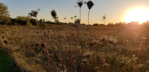 A sunlit field with tall grasses and wildflowers, creating a serene landscape at sunset.
