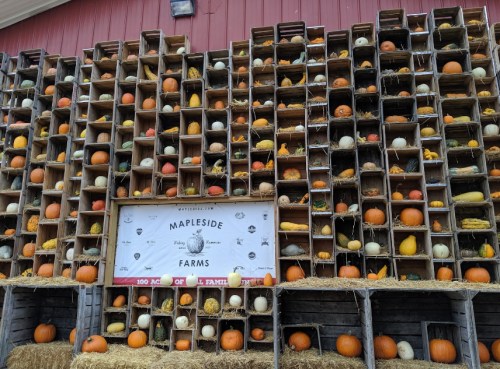 A wall of wooden crates filled with various pumpkins and gourds, with a sign for Mapleside Farms in the center.