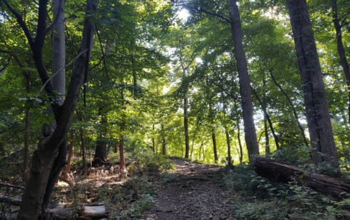 A sunlit forest path surrounded by tall trees and lush greenery.
