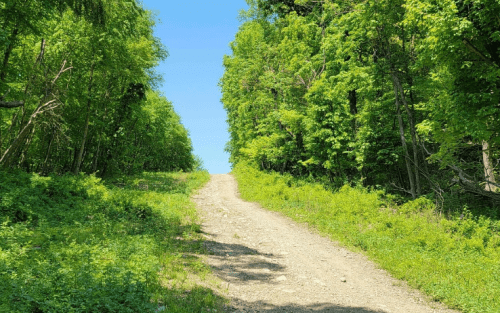 A dirt path leads through lush green trees under a clear blue sky.