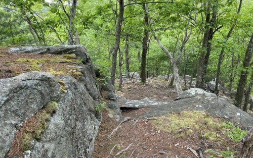 A rocky forest landscape with green trees and moss-covered stones, creating a serene natural setting.