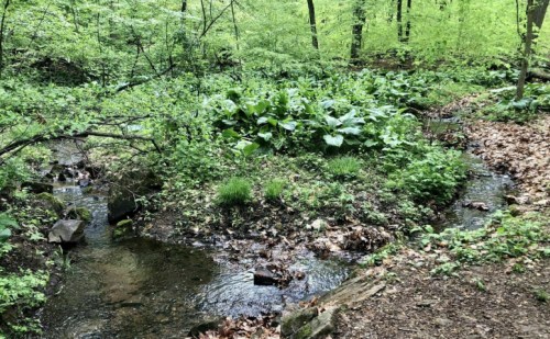 A serene forest scene featuring a small stream surrounded by lush green foliage and scattered rocks.