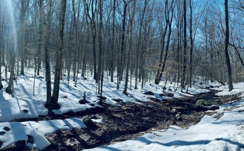 A snowy forest scene with bare trees and a small stream running through the landscape under a clear blue sky.