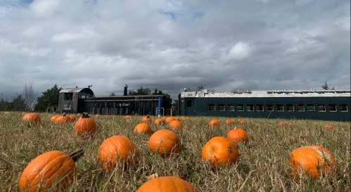 A field of pumpkins with a vintage train in the background under a cloudy sky.