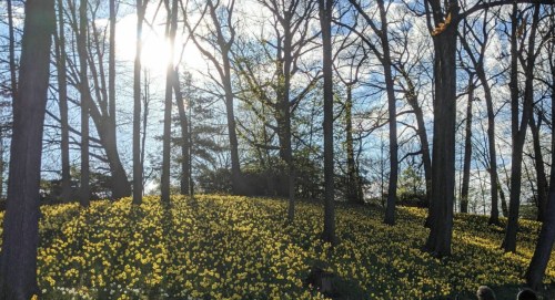 A sunlit forest with trees and a vibrant field of yellow daffodils in bloom.