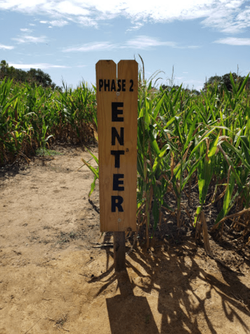 Wooden sign reading "ENTER" in bold letters, placed at the entrance of a cornfield under a clear blue sky.