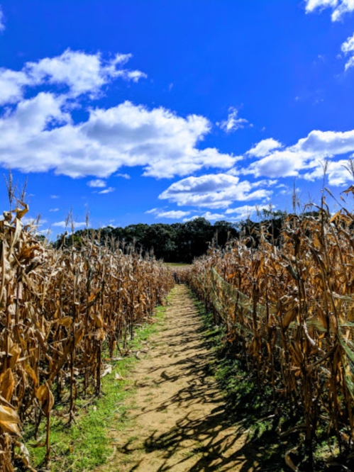 A pathway through tall, dried corn stalks under a bright blue sky with fluffy clouds.