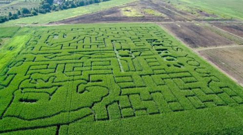 Aerial view of a large corn maze with intricate designs and messages carved into the greenery.