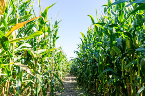 A sunny pathway through tall corn plants, with clear blue skies above.
