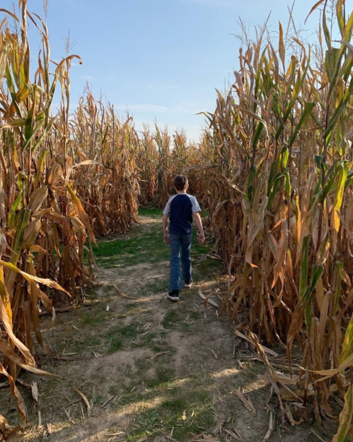 A child walks through a corn maze surrounded by tall, dry corn stalks under a clear blue sky.