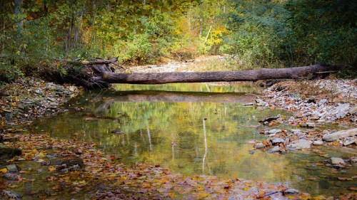 A serene creek surrounded by autumn foliage, with a fallen log crossing over the water and colorful leaves scattered on the ground.