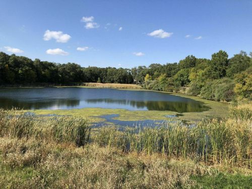 A serene pond surrounded by lush greenery and tall grasses under a clear blue sky with a few clouds.