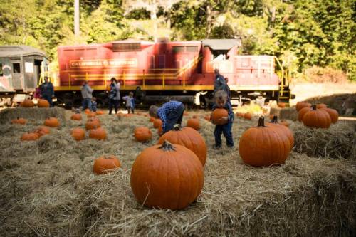 Children and adults pick pumpkins in a field surrounded by hay bales and a vintage train in the background.