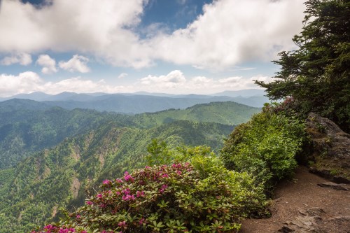 A scenic view of lush green mountains under a partly cloudy sky, with vibrant flowers in the foreground.