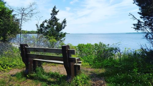 A wooden bench overlooks a calm lake surrounded by greenery and trees under a blue sky.