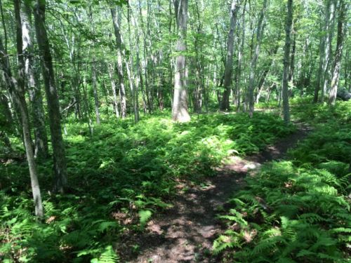 A lush green forest with tall trees and a path winding through ferns and underbrush.