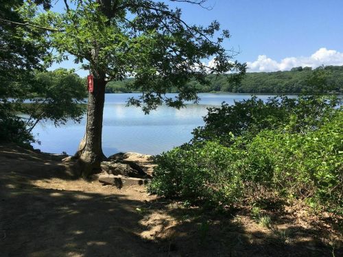 A serene lakeside scene with a tree, lush greenery, and calm water under a clear blue sky.