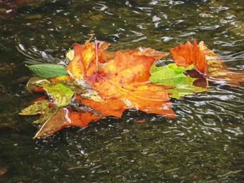 Colorful autumn leaves floating on the surface of a gently rippling stream.