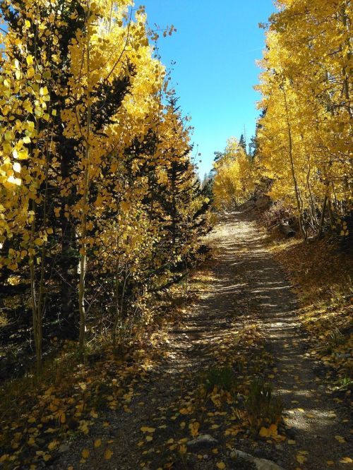 A scenic trail lined with vibrant yellow trees under a clear blue sky, surrounded by autumn foliage.