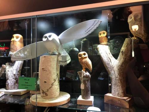 A display case featuring various owl figurines, including a large owl in flight and several perched on wooden stands.
