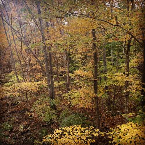 A serene forest scene with trees displaying vibrant autumn leaves in shades of yellow and orange.