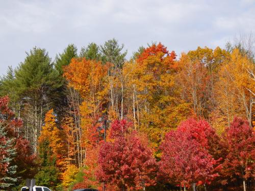 Vibrant autumn trees with red, orange, and yellow leaves against a cloudy sky.