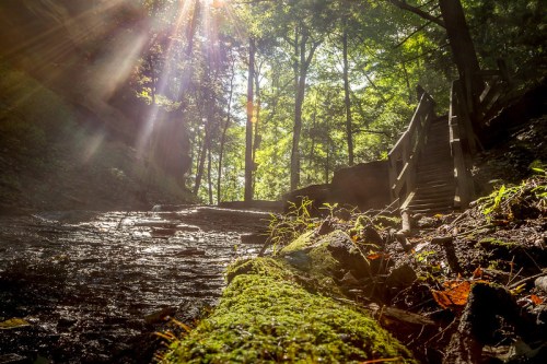 Sunlight filters through trees over a mossy stream, with a wooden bridge in the background.