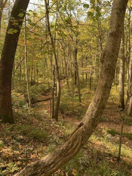 A serene forest scene with tall trees, autumn foliage, and a winding path through the greenery.