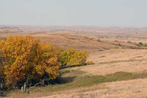 A scenic view of rolling hills with autumn trees and golden grass under a clear sky.