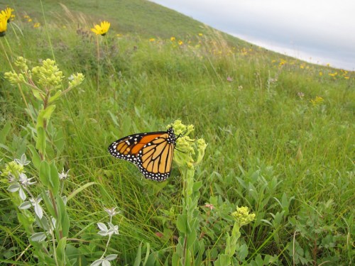A monarch butterfly perched on green plants in a vibrant, grassy field with yellow flowers.