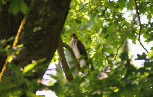 A hawk perched on a tree branch, surrounded by green leaves and dappled sunlight.