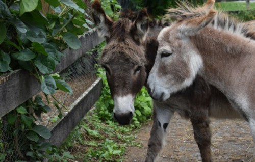 Two donkeys standing close together near a wooden fence, surrounded by greenery.