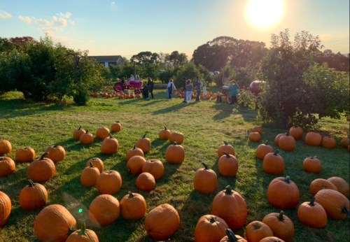 A pumpkin patch at sunset, with numerous pumpkins scattered across the grassy field and people in the background.