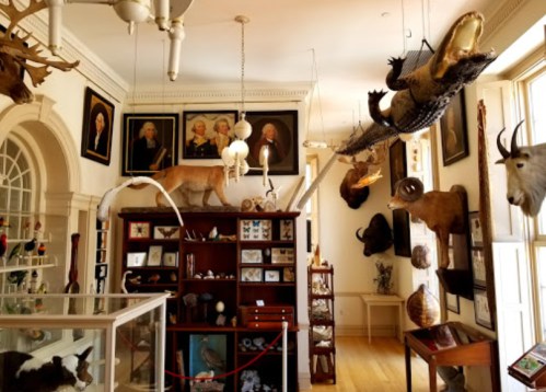 A museum room filled with taxidermy animals, portraits, and various natural history displays.